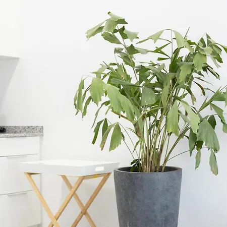 New Flats 2 公寓 *